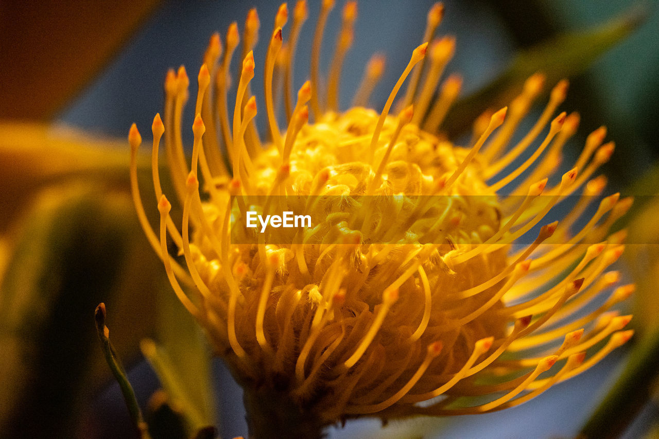Close-up of yellow flowering plant