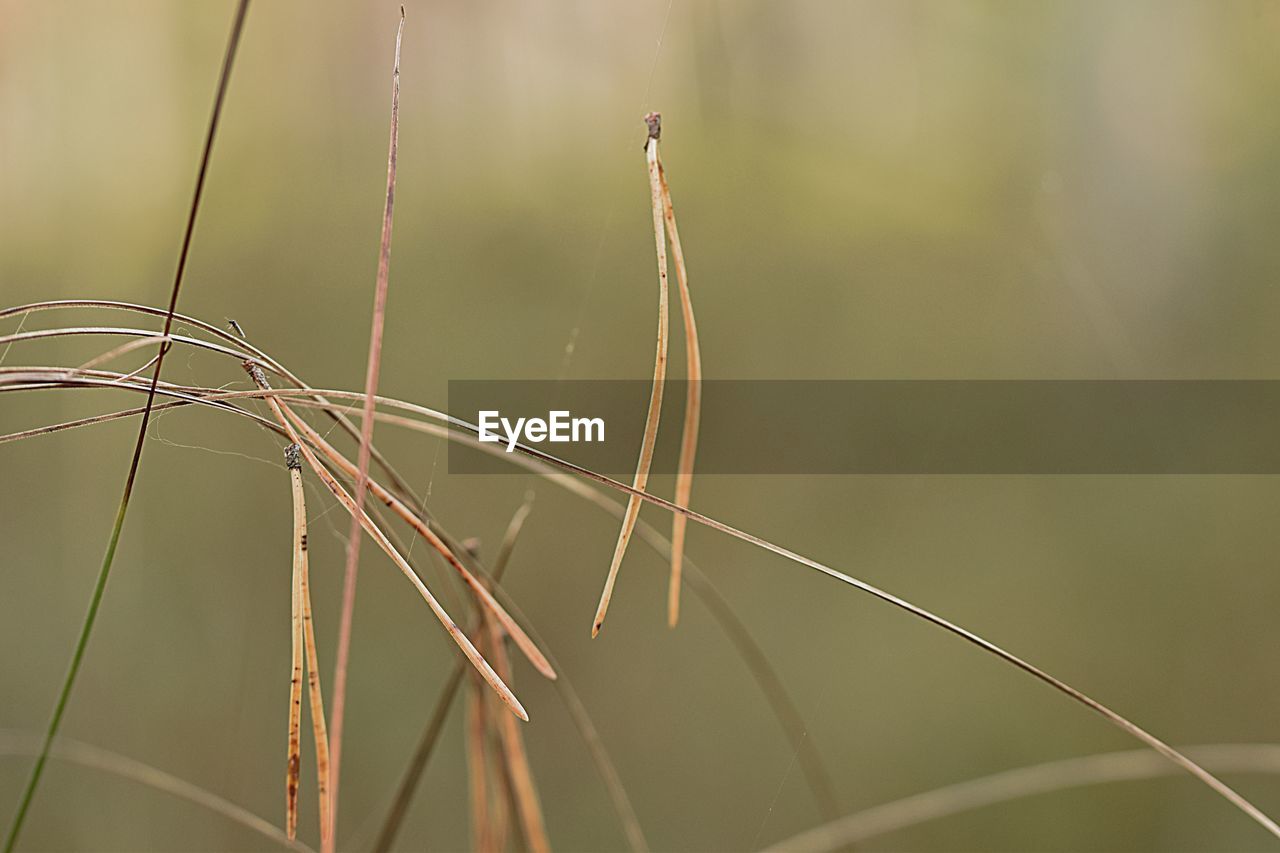grass, plant, close-up, nature, focus on foreground, macro photography, leaf, no people, branch, moisture, green, beauty in nature, twig, growth, sunlight, dew, outdoors, tranquility, plant stem, day, selective focus, water, wet, land, flower, fragility