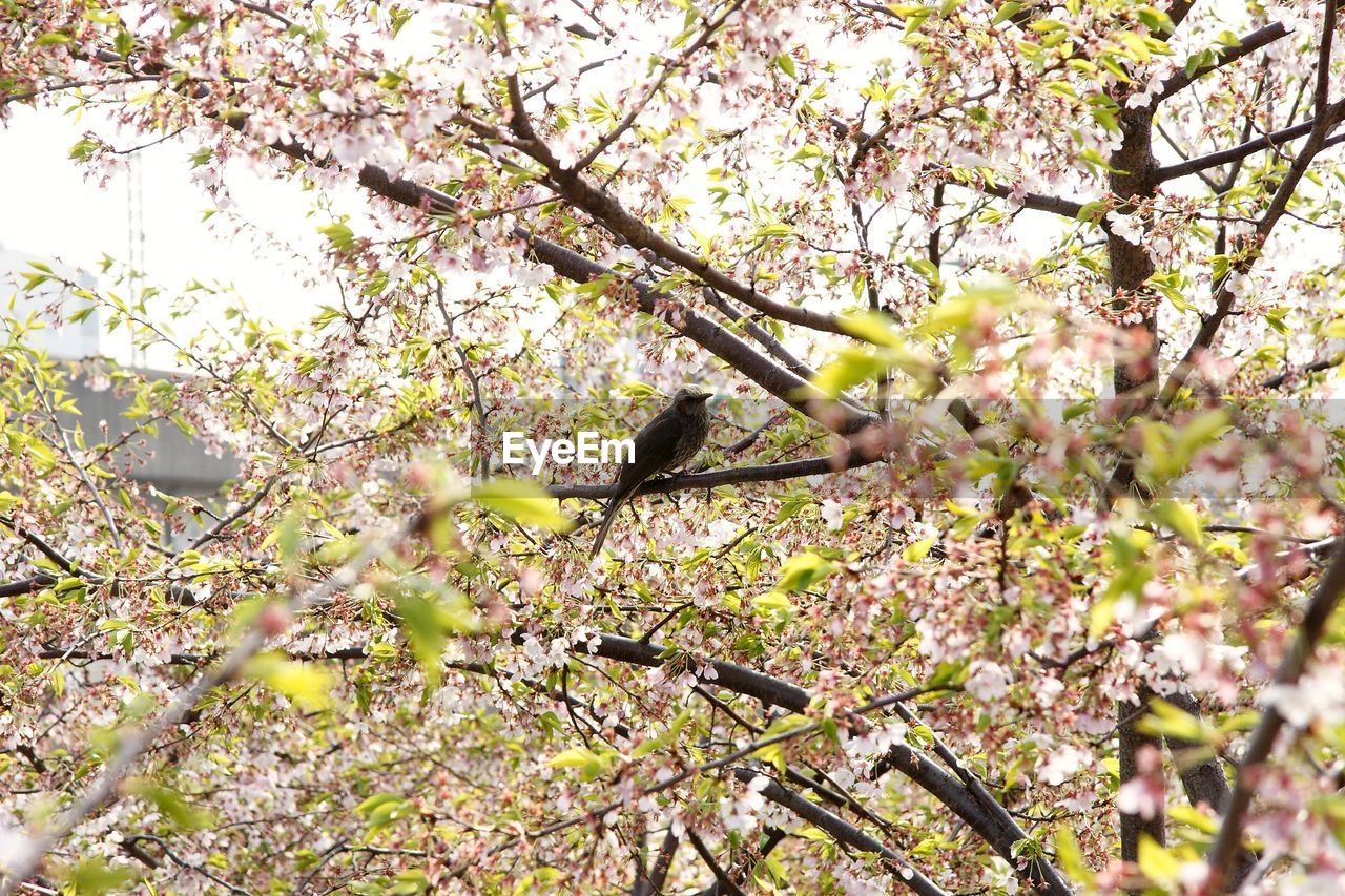 LOW ANGLE VIEW OF CHERRY BLOSSOM TREE