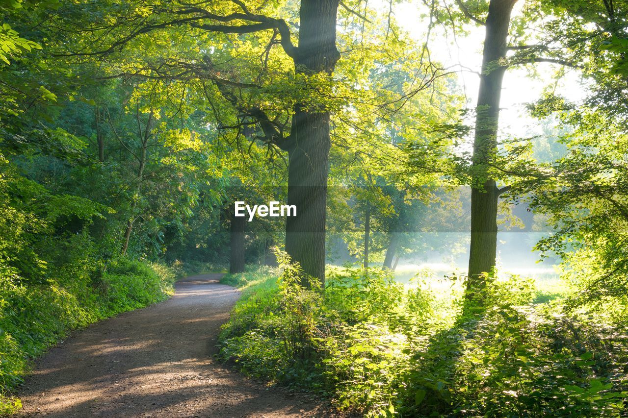 TREES IN PARK