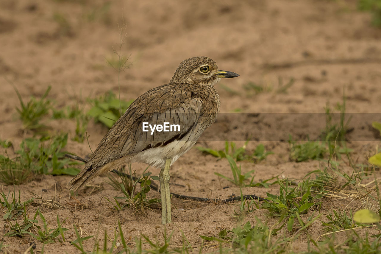 Close-up of bird perching on sand and grass