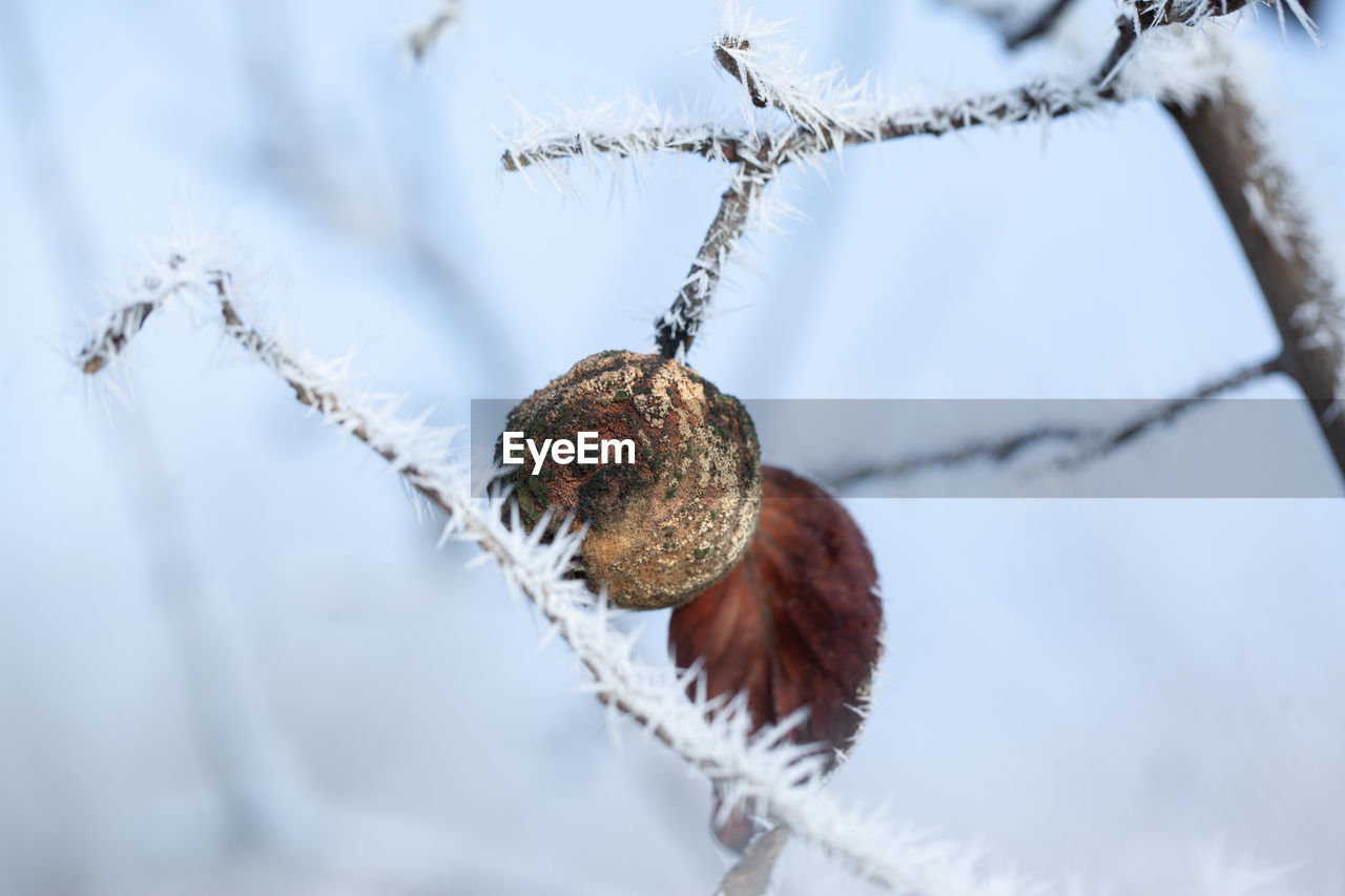 CLOSE-UP OF FROZEN PLANT ON BRANCH