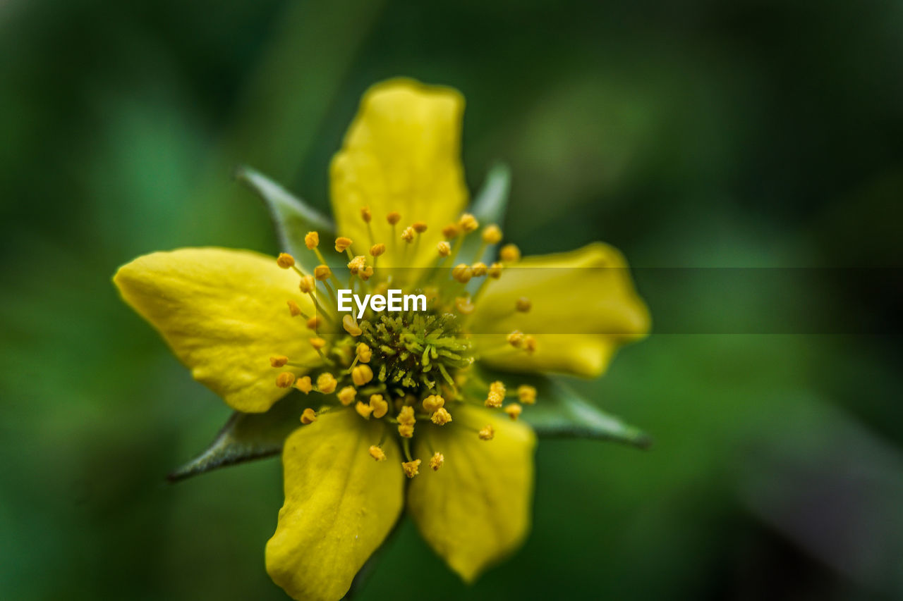 Close-up of yellow flowering plant