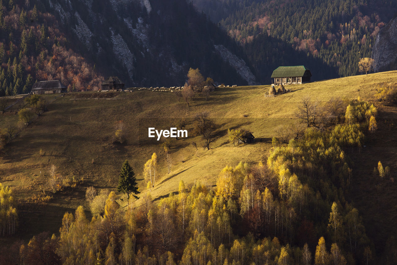 Scenic view of trees on field