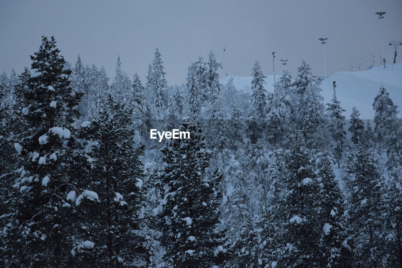 PINE TREES ON SNOW COVERED LAND