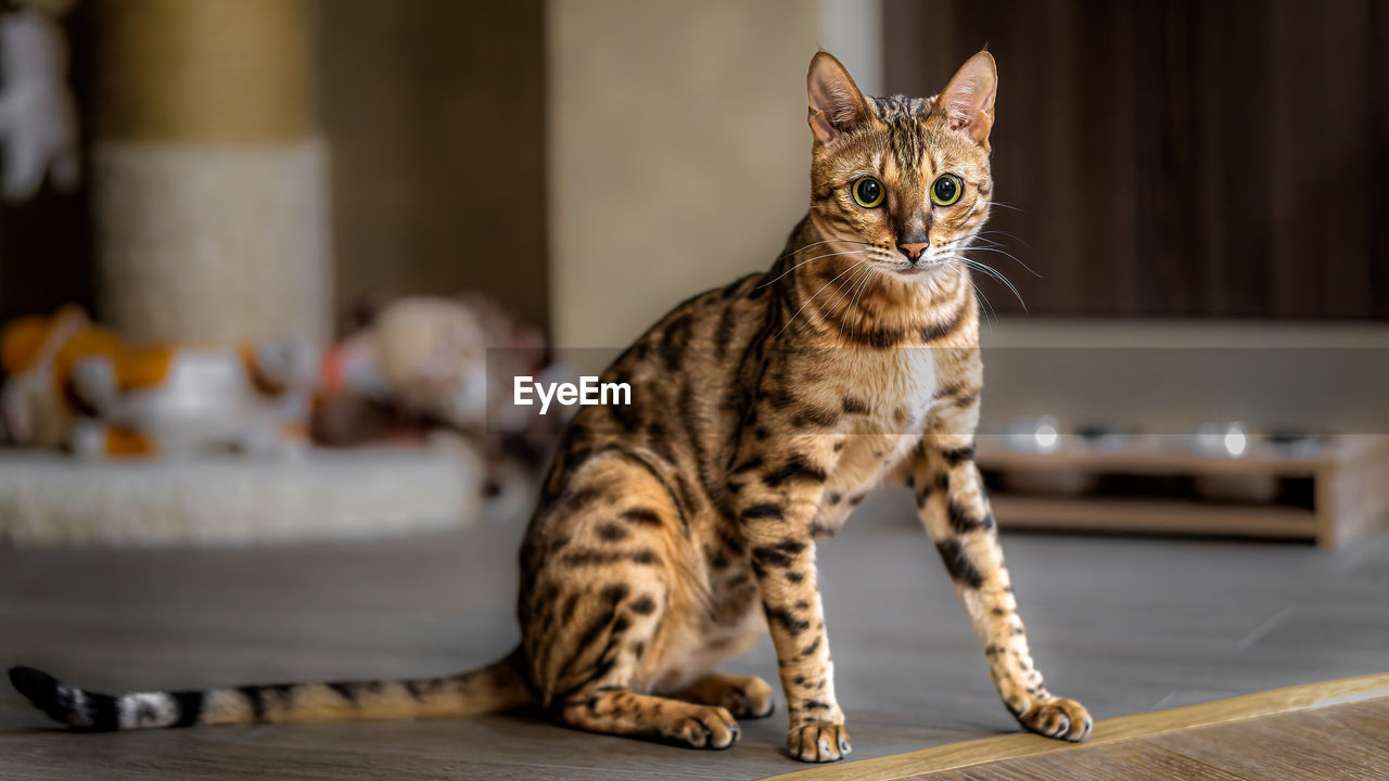 animal, cat, animal themes, pet, mammal, domestic animals, feline, domestic cat, one animal, felidae, small to medium-sized cats, whiskers, sitting, no people, indoors, portrait, looking at camera, focus on foreground, young animal, tabby, full length, looking