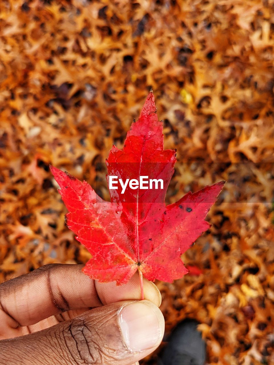 CLOSE-UP OF A MAPLE LEAF ON A AUTUMN