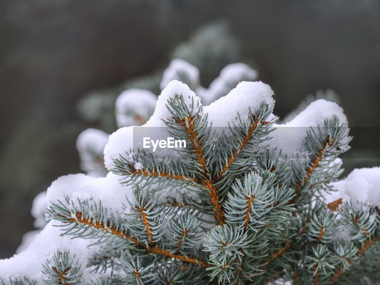 Close-up of snow covered pine tree