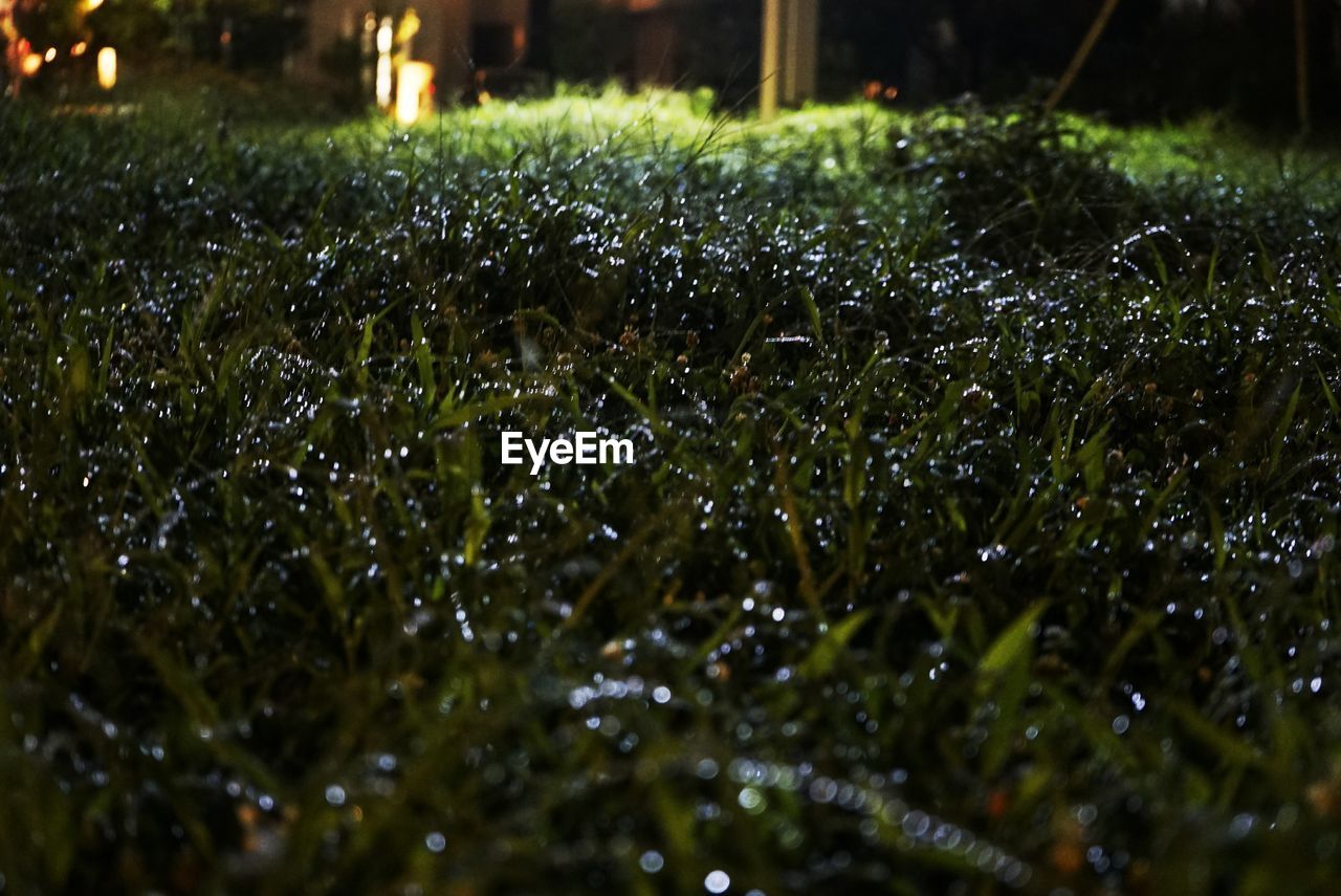Wet grassy field at night