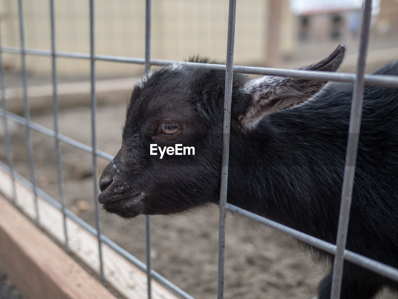 CLOSE-UP OF BLACK CAT LOOKING AT CAGE