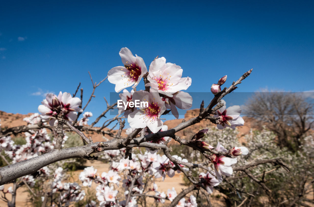 CLOSE-UP OF CHERRY BLOSSOM AGAINST CLEAR SKY