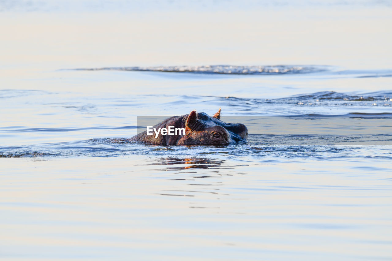 HORSE IN SEA