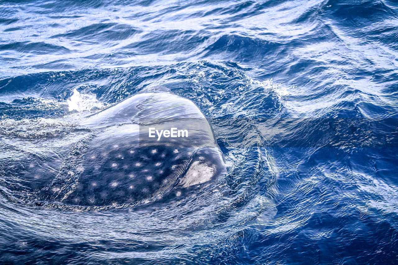 AERIAL VIEW OF SEA TURTLE