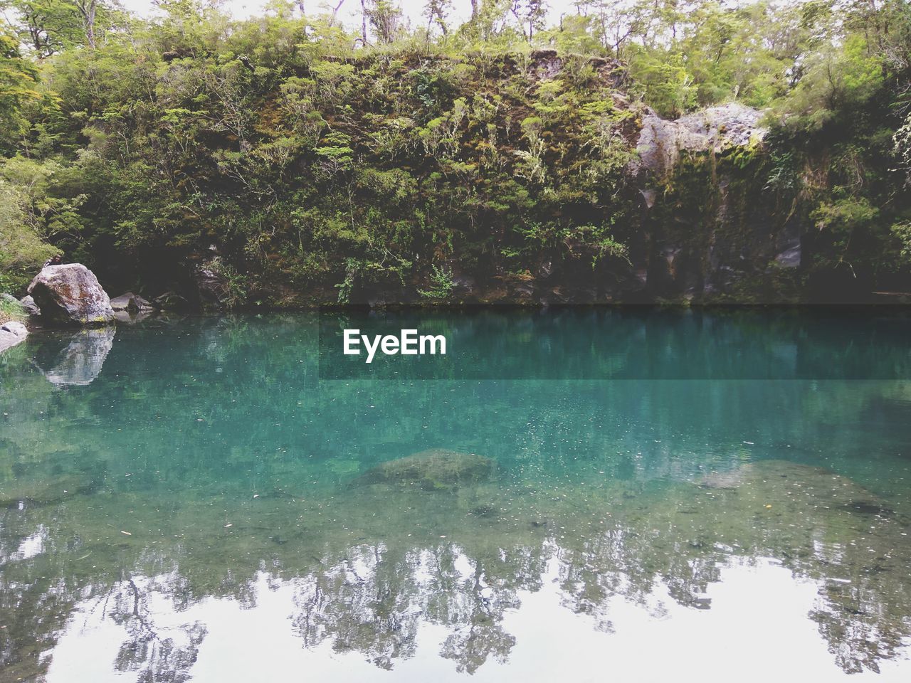 Scenic view of lake in forest