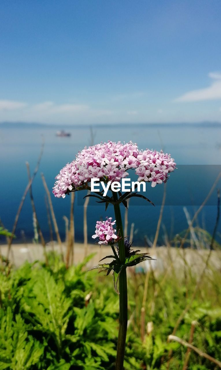 plant, nature, beauty in nature, flower, flowering plant, sky, water, freshness, land, growth, grass, focus on foreground, pink, day, no people, sea, tranquility, fragility, meadow, close-up, field, outdoors, wildflower, scenics - nature, leaf, blue, tranquil scene, environment, beach, cloud, flower head, horizon