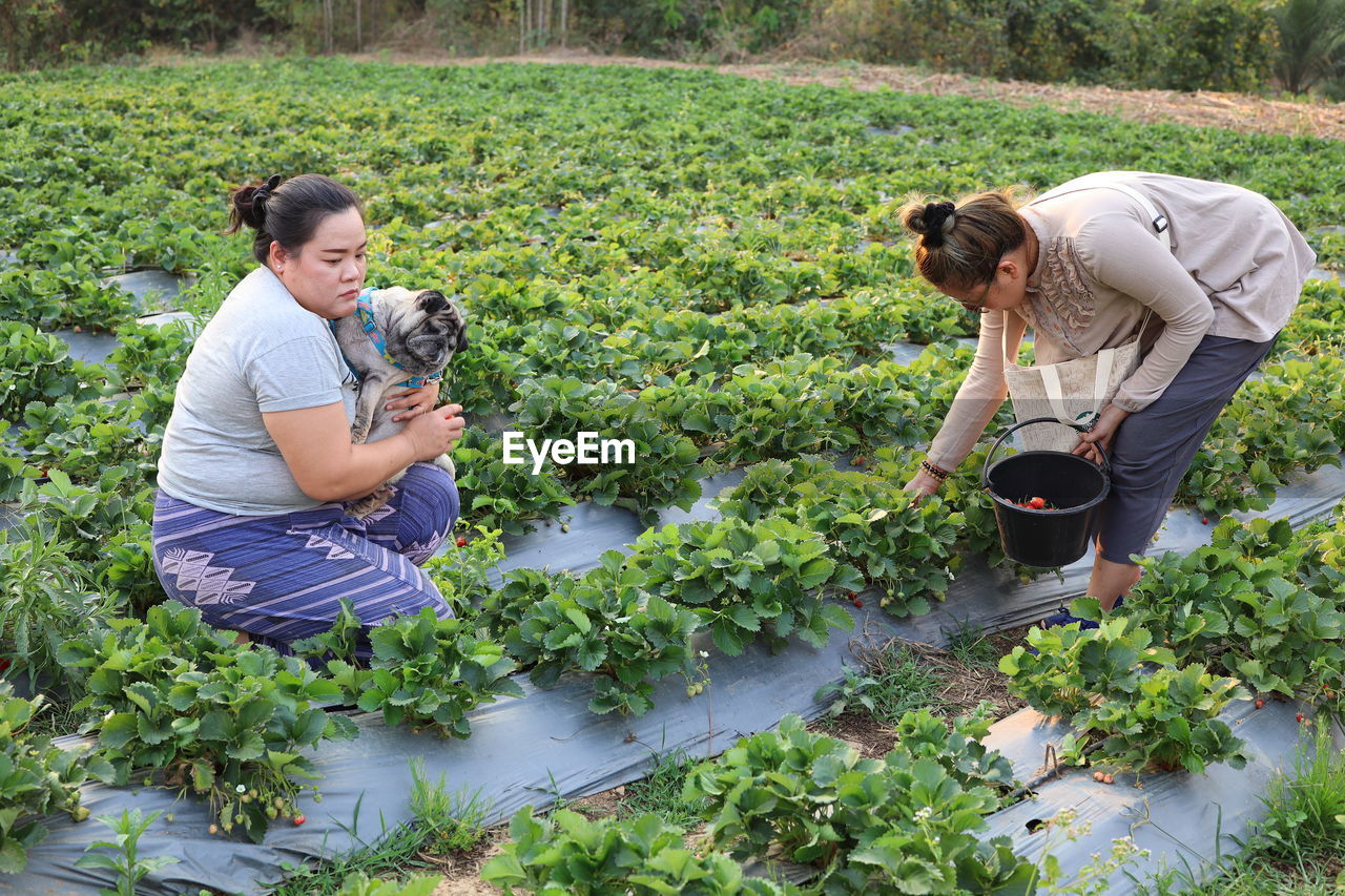 Woman picking strawberries while sister carrying dog at farm