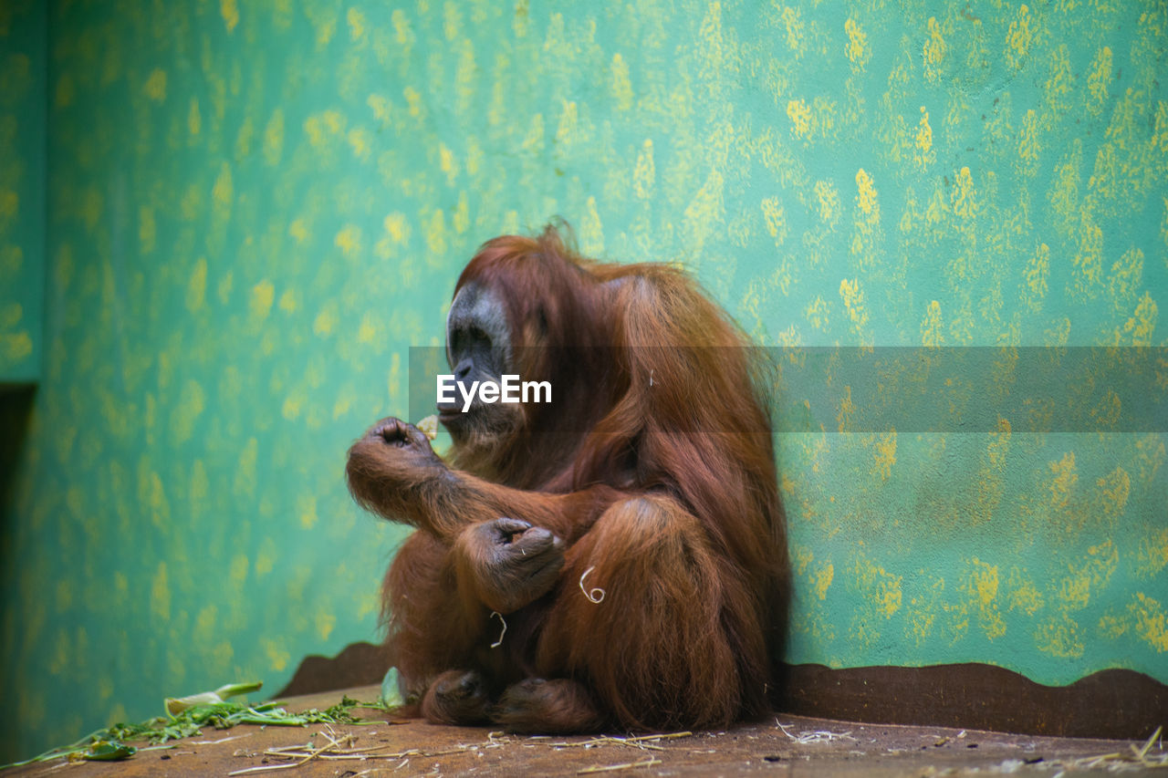 Orangutan sitting against wall in zoo