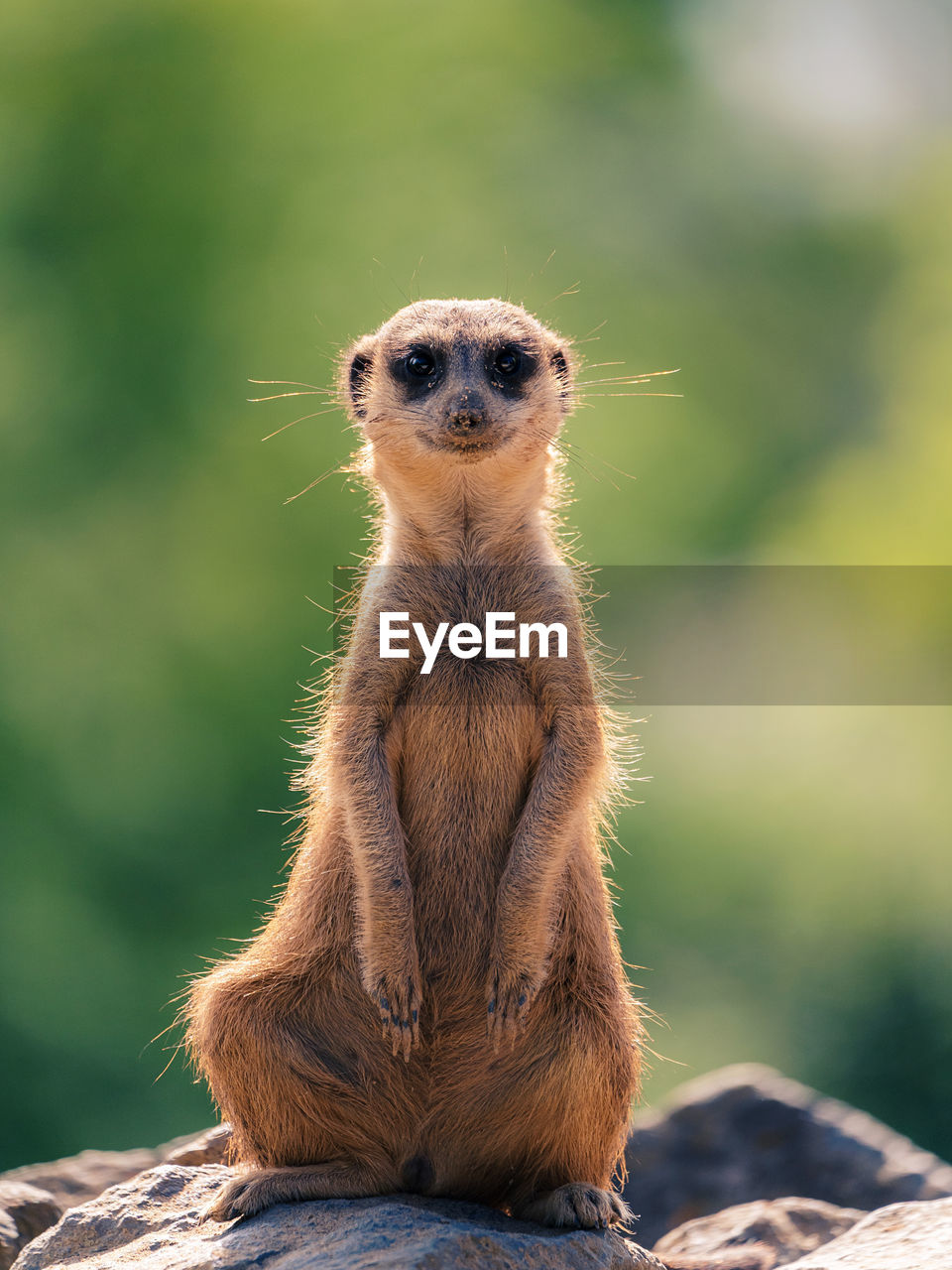 Portrait of  meerkat sitting on rock