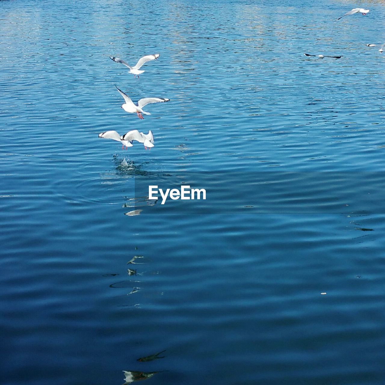 VIEW OF BIRDS IN WATER