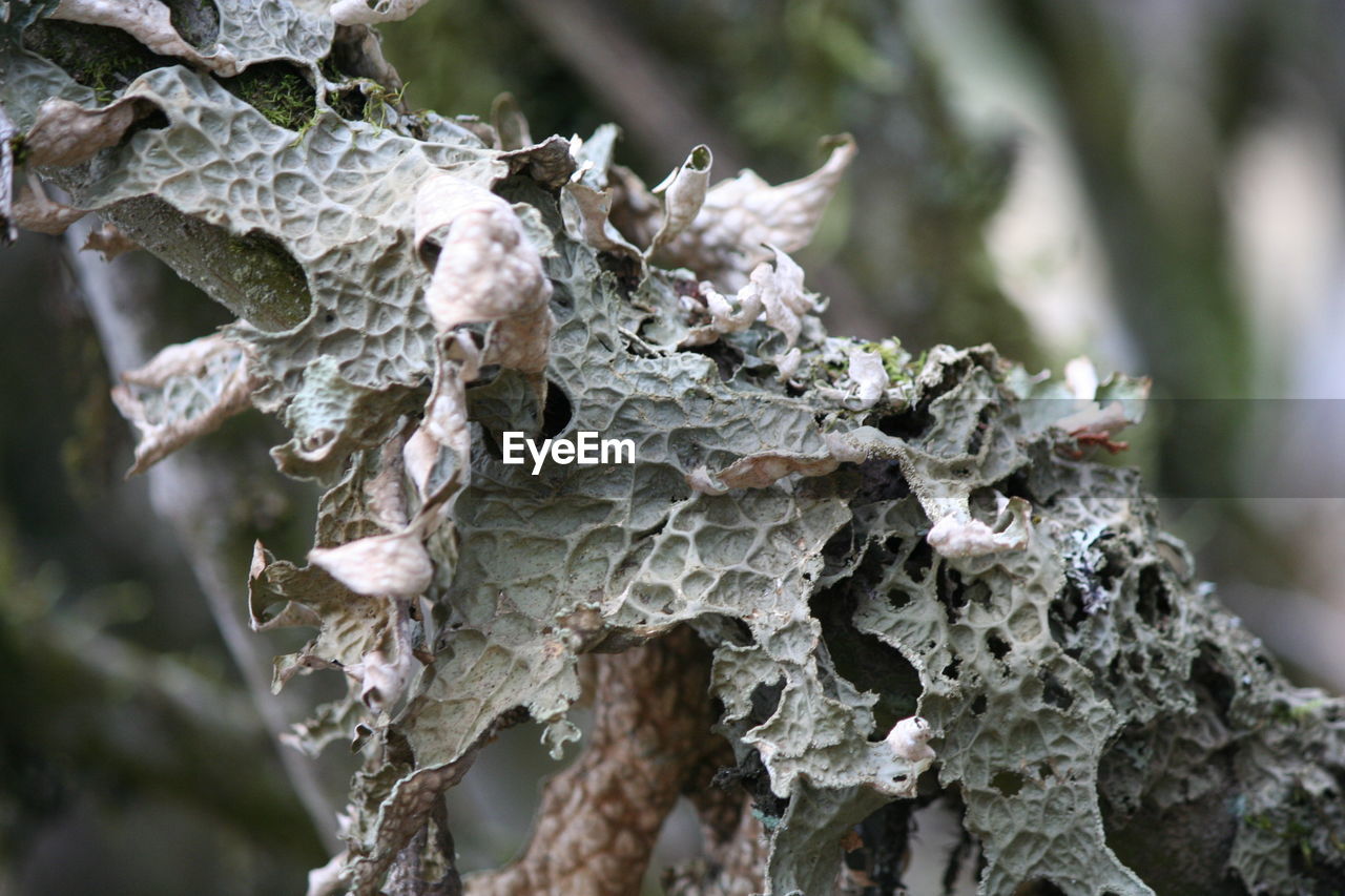 Close-up of mushroom growing on tree trunk