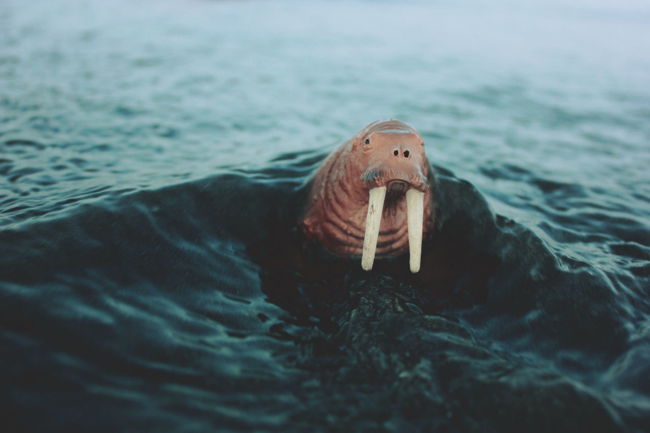 View of walrus miniature in water