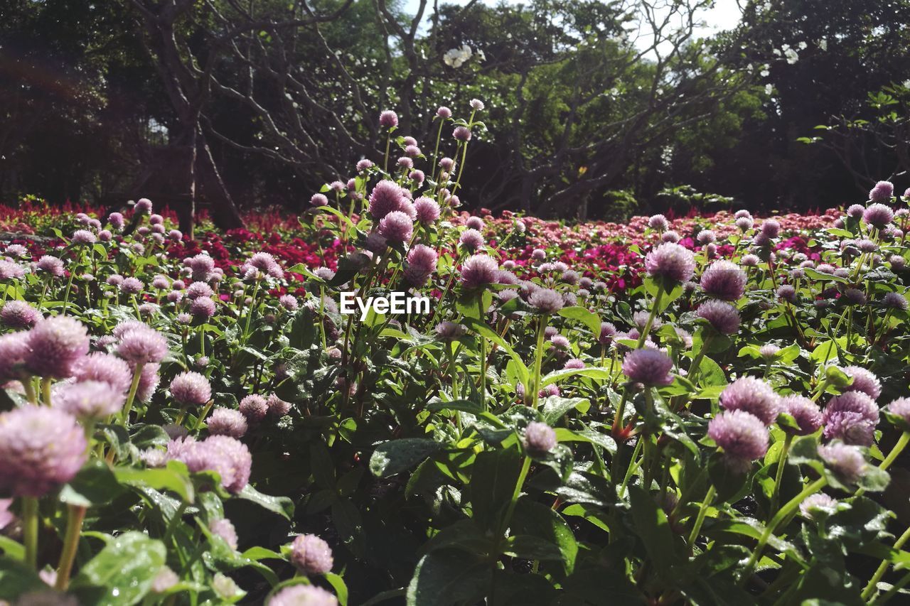 FLOWERS BLOOMING ON PLANT