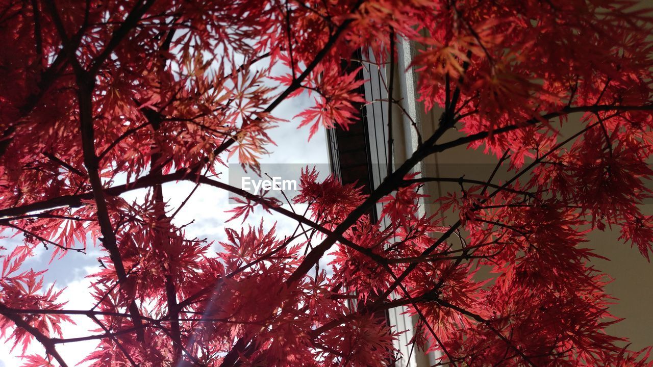 LOW ANGLE VIEW OF RED TREES AGAINST SKY