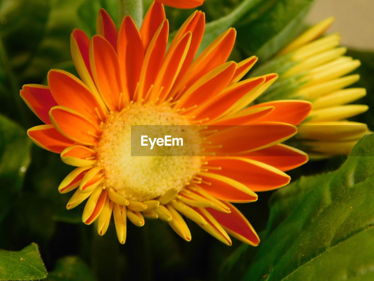CLOSE-UP OF ORANGE FLOWER AGAINST YELLOW AND LEAF