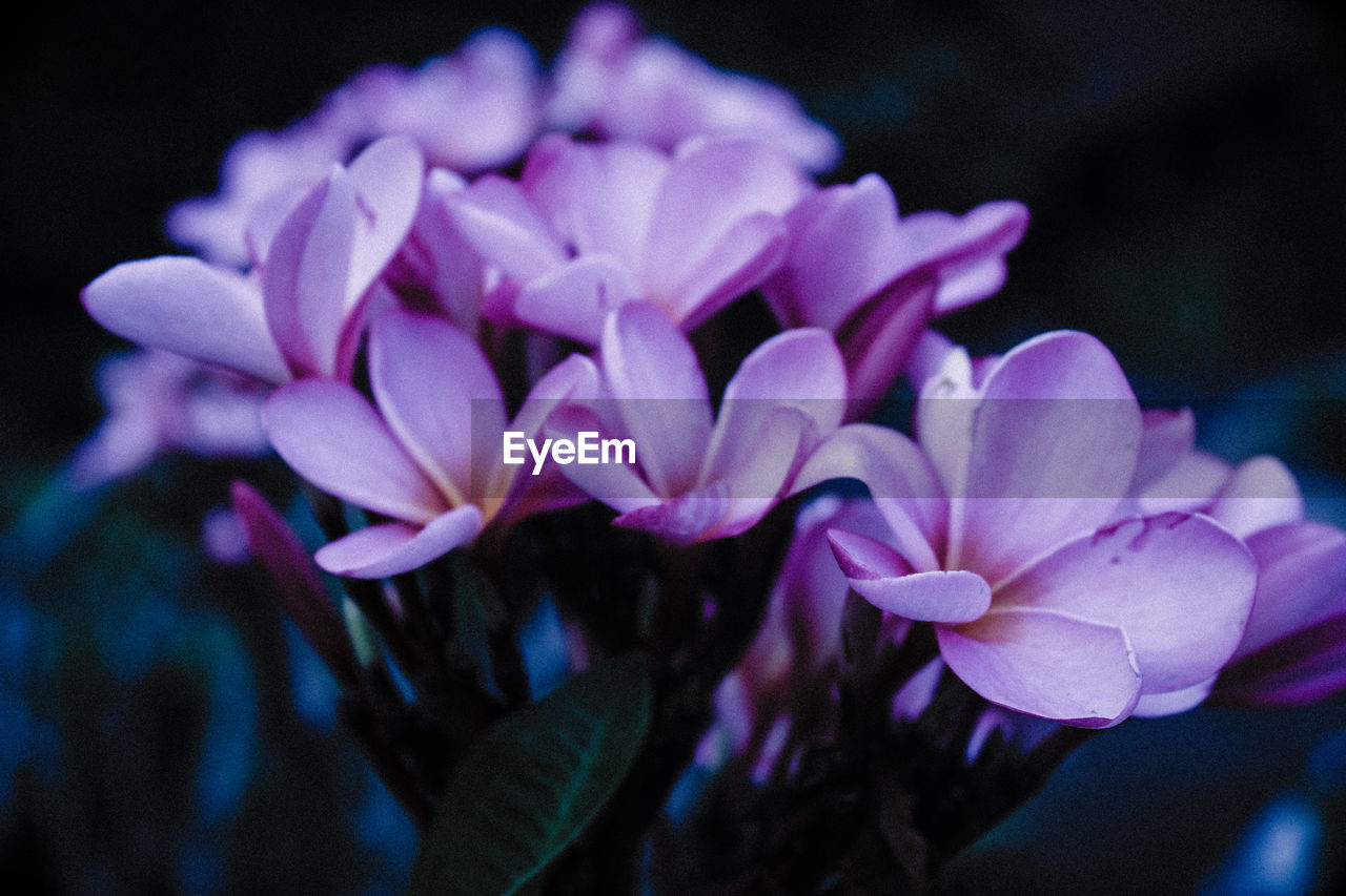 CLOSE-UP OF PINK FLOWERS