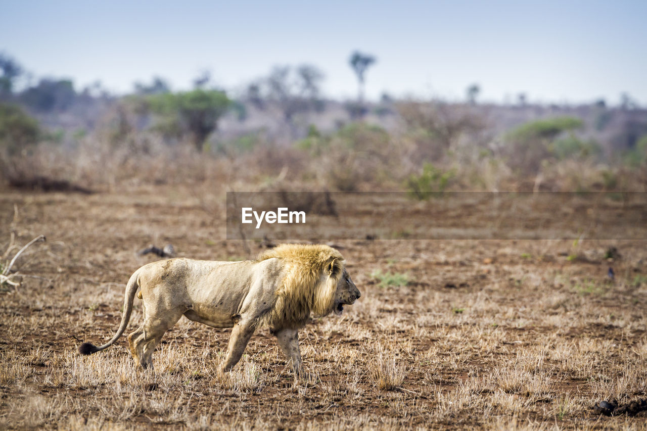 Side view of lion walking on land