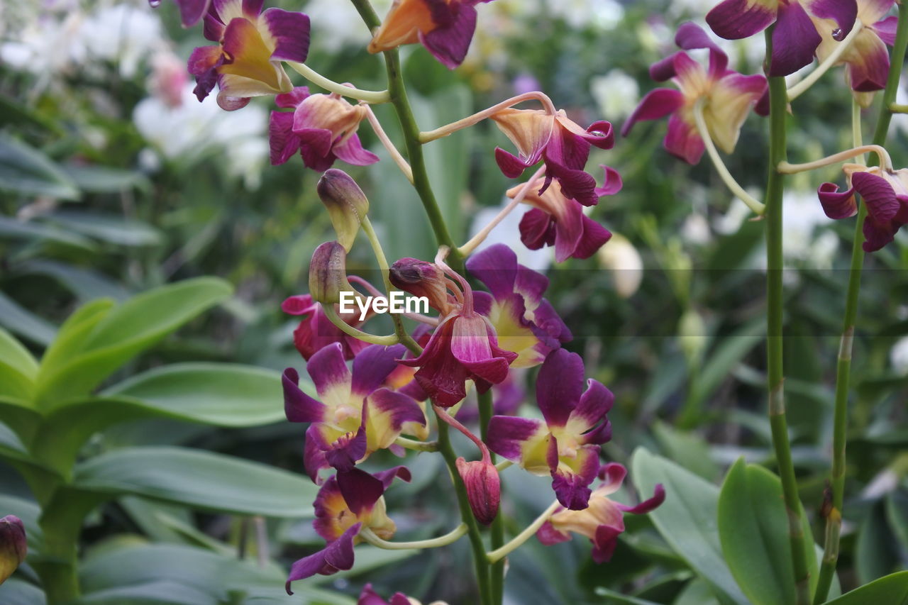 CLOSE-UP OF FLOWERING PLANT