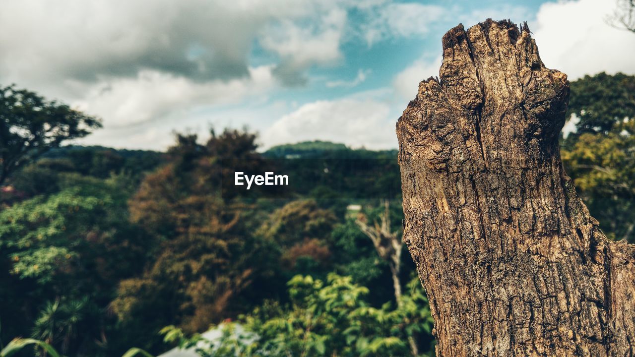 Close-up of tree stump in forest