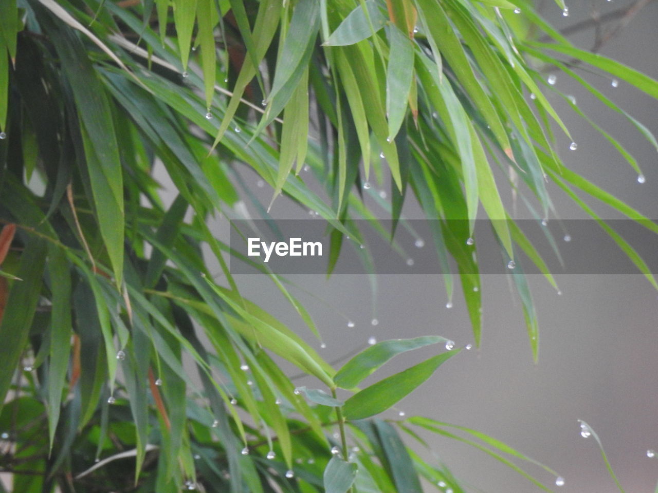 HIGH ANGLE VIEW OF WET PLANT