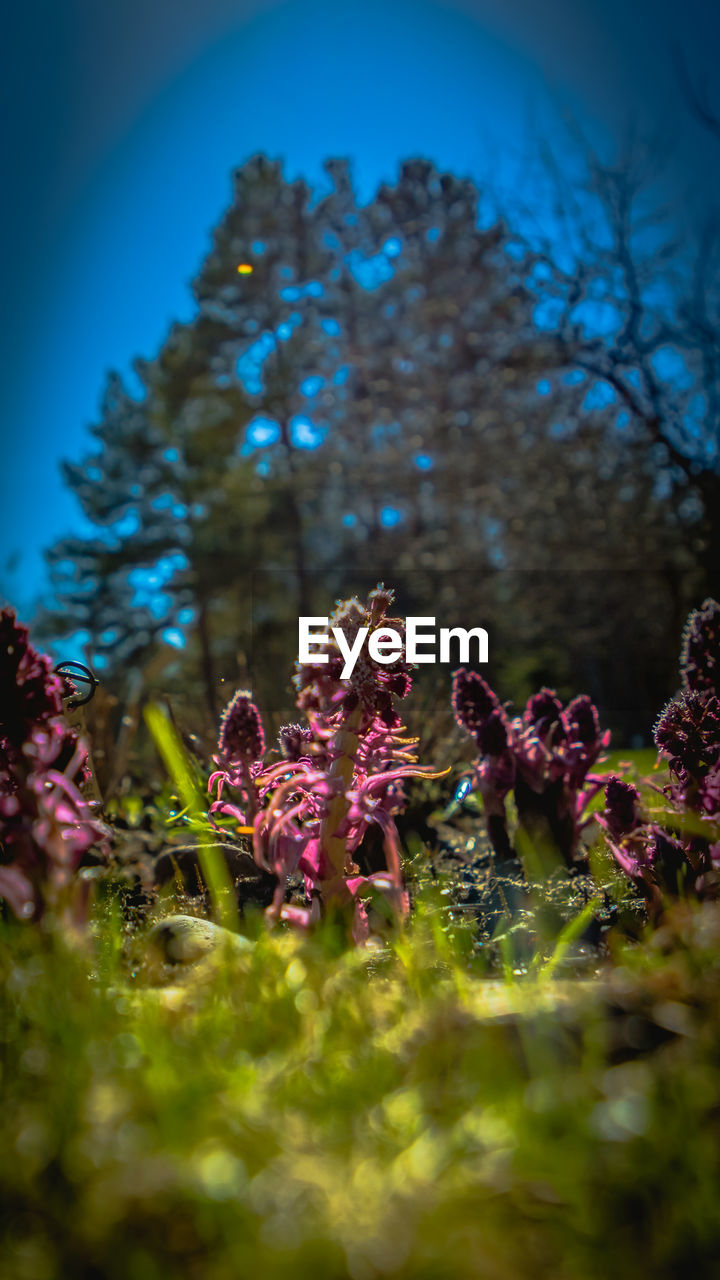 Close-up of purple flowers on field