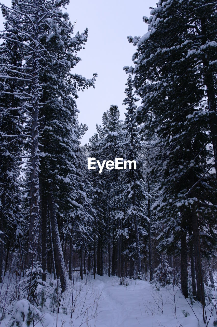 Snow covered trees in forest against sky