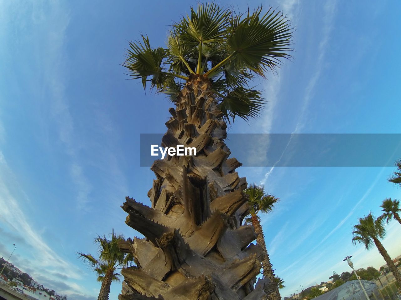 LOW ANGLE VIEW OF TREE AGAINST SKY