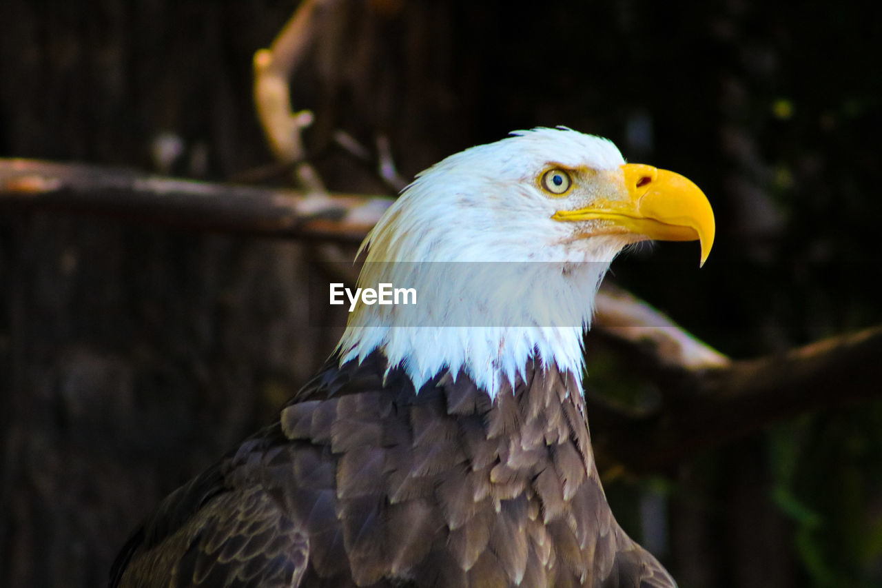 Close-up of eagle