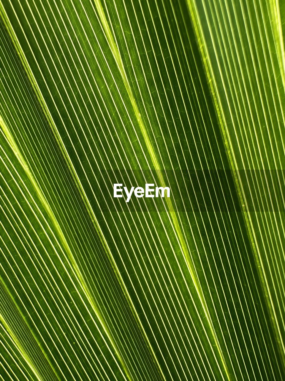 green, backgrounds, leaf, palm tree, full frame, palm leaf, pattern, plant part, no people, yellow, nature, tropical climate, grass, beauty in nature, close-up, plant, banana leaf, line, growth, sunlight, textured, tree, frond, freshness, flower, circle, striped, outdoors, abstract