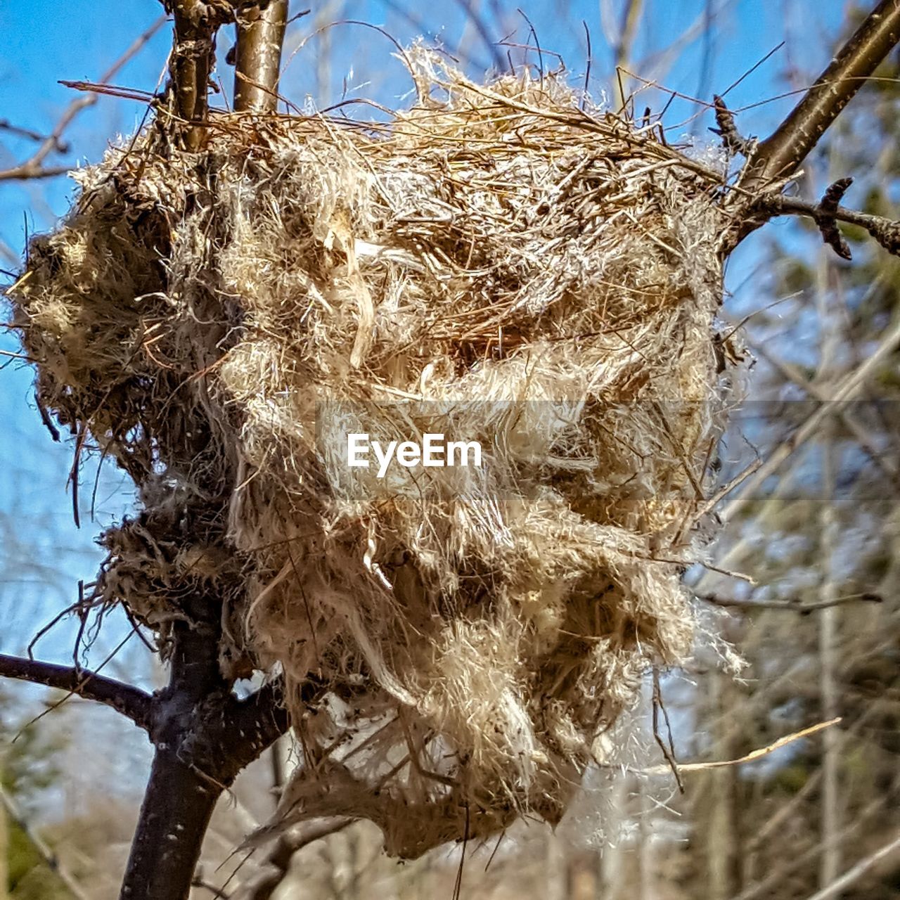 LOW ANGLE VIEW OF DRY PLANT AGAINST SKY