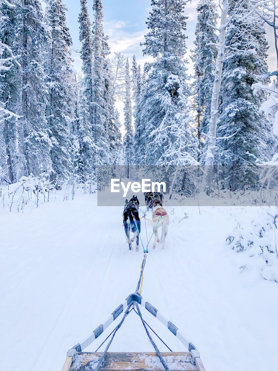 Dogsledding by trees on snow covered land