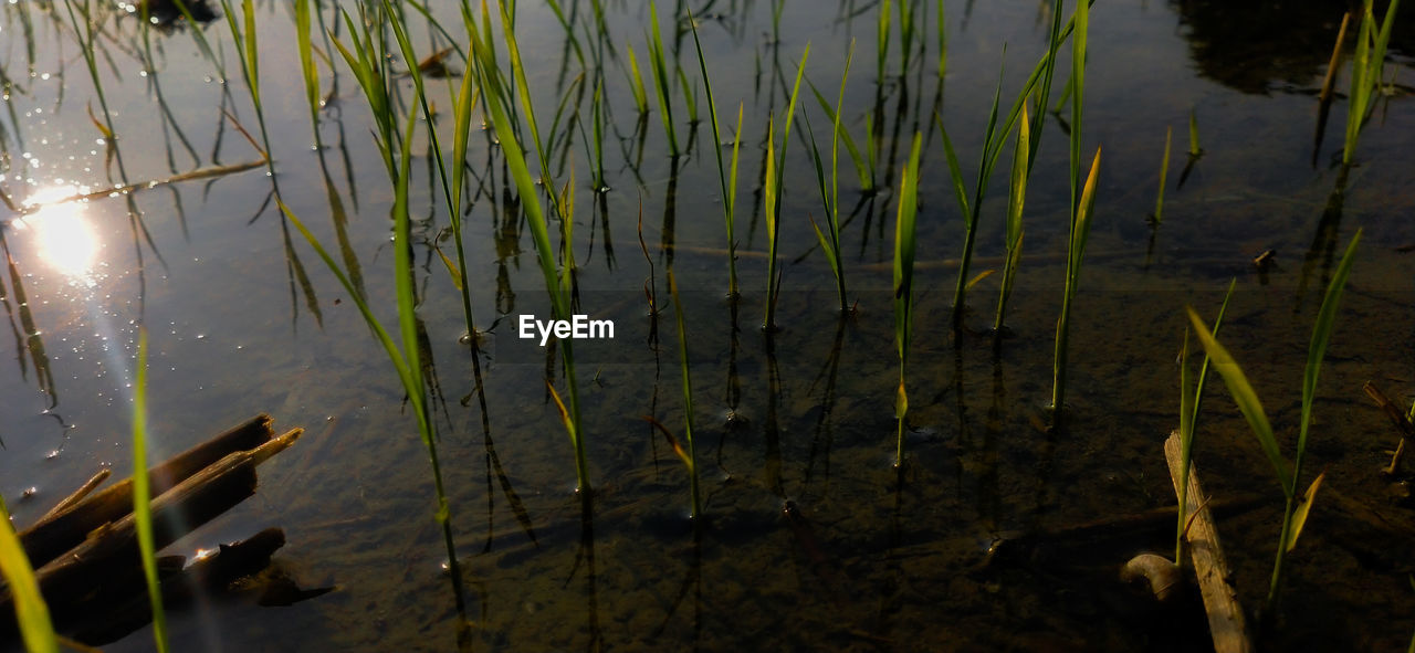 HIGH ANGLE VIEW OF PLANTS FLOATING ON WATER