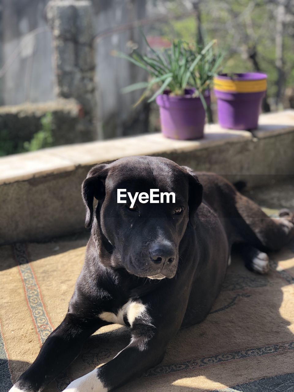 Portrait of dog sitting on potted plant