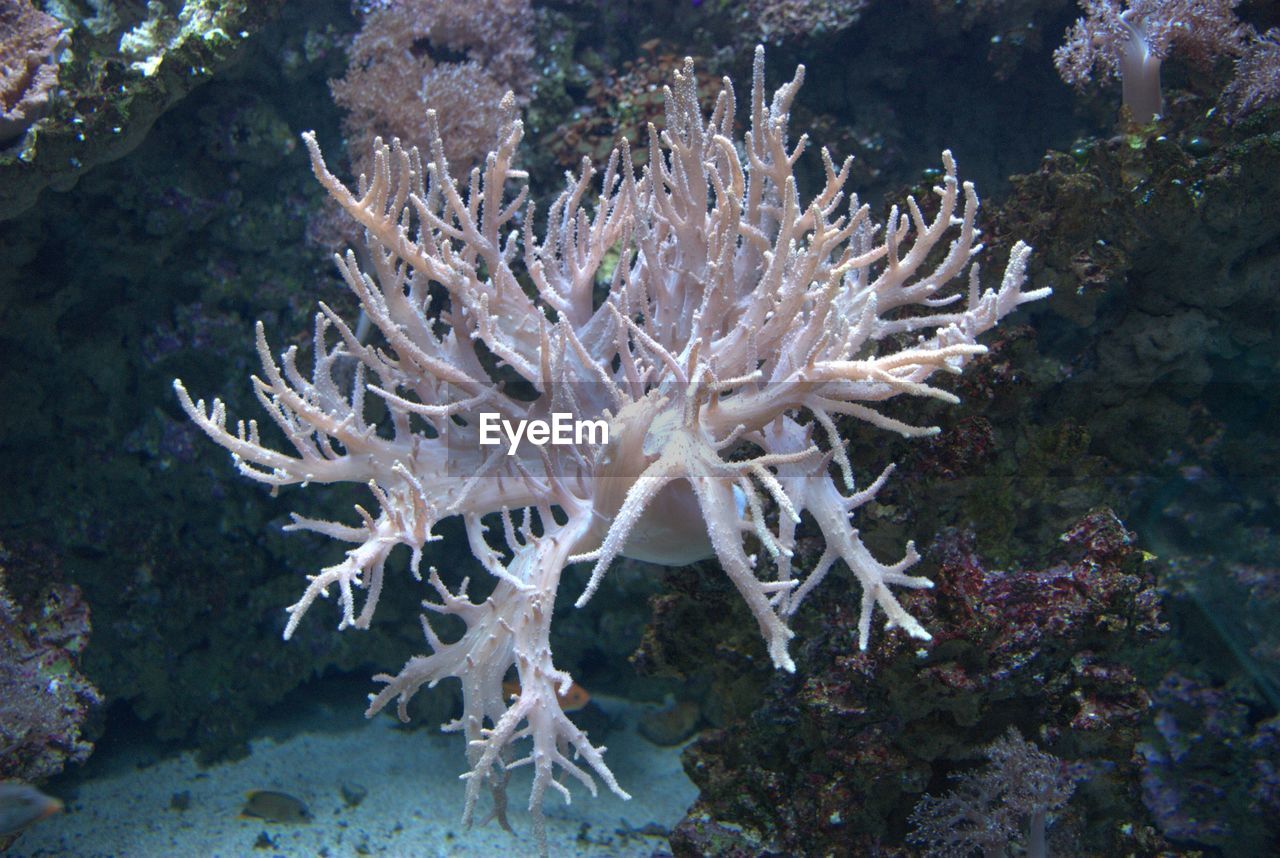 Close-up of coral in sea