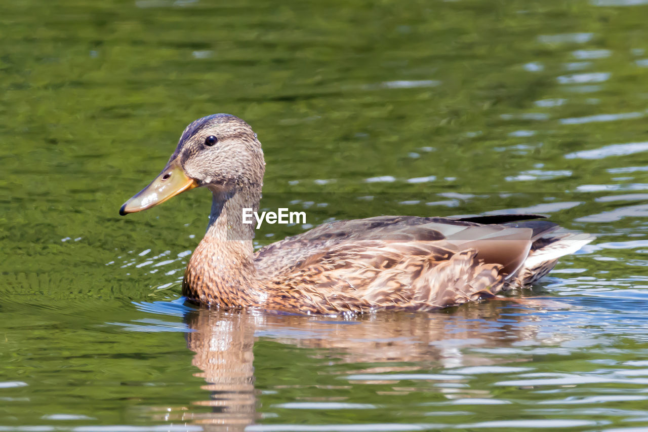 DUCK SWIMMING ON LAKE