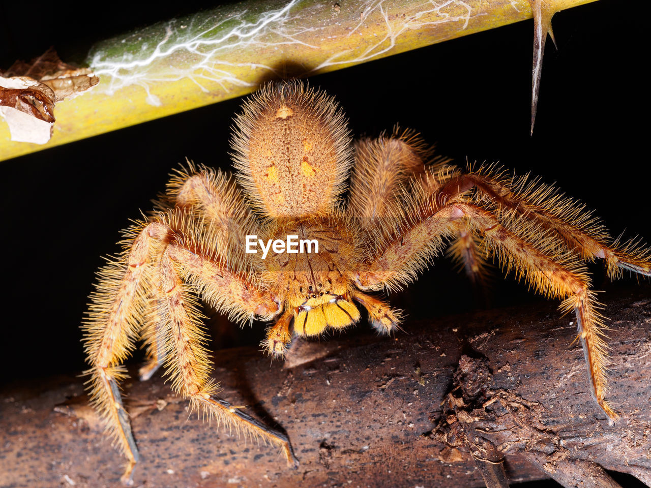 CLOSE-UP OF SPIDER IN THE ANIMAL