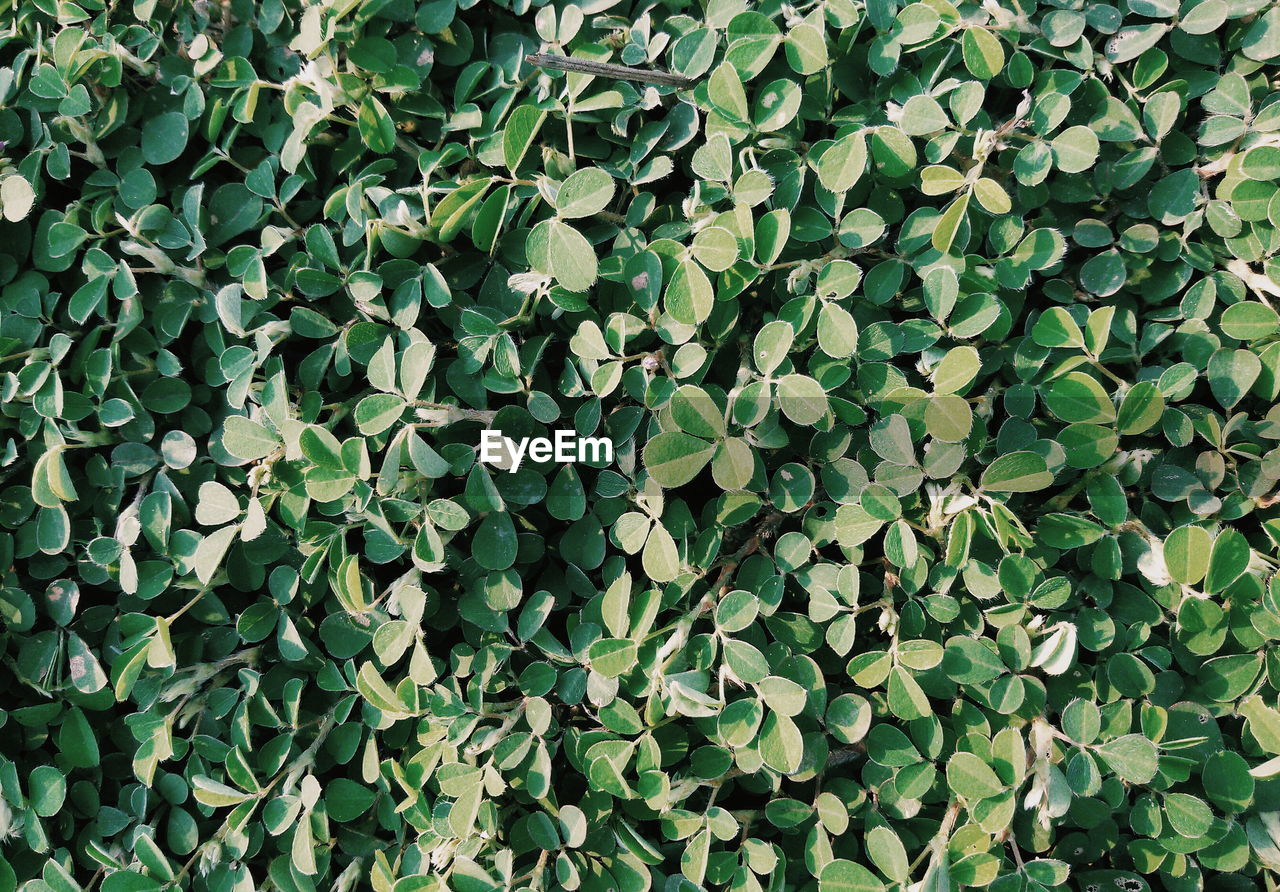 Full frame shot of ivy growing on field