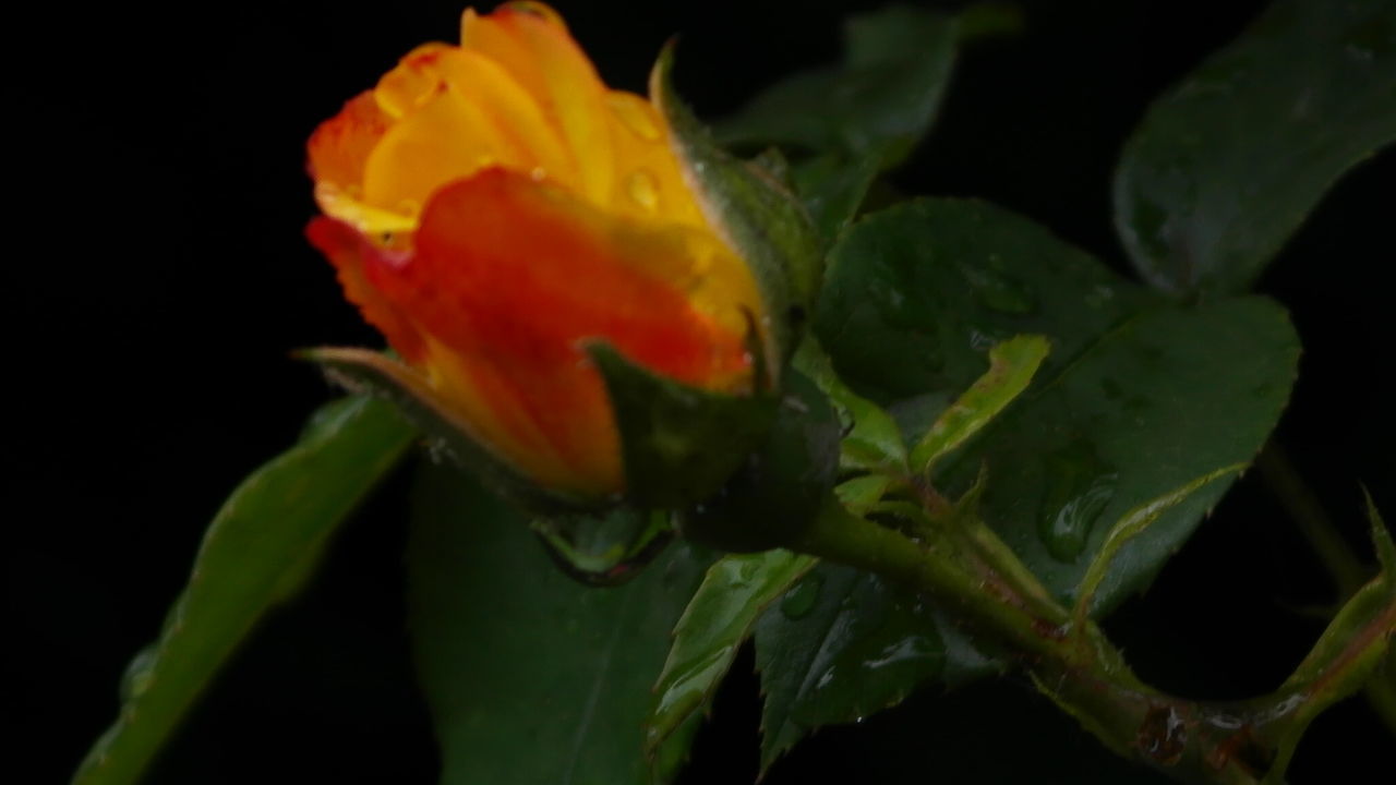 CLOSE-UP OF YELLOW FLOWERS BLOOMING