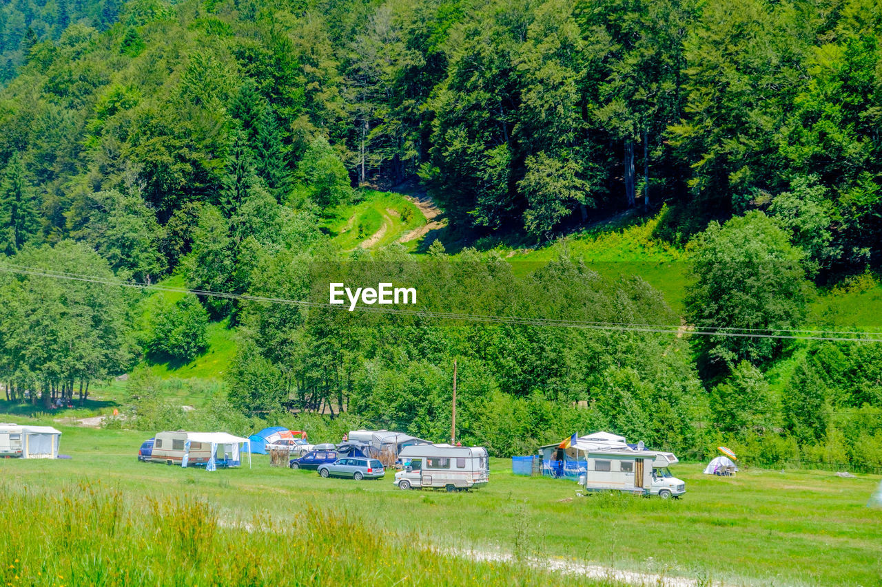 SCENIC VIEW OF TREES AND GREEN GRASS