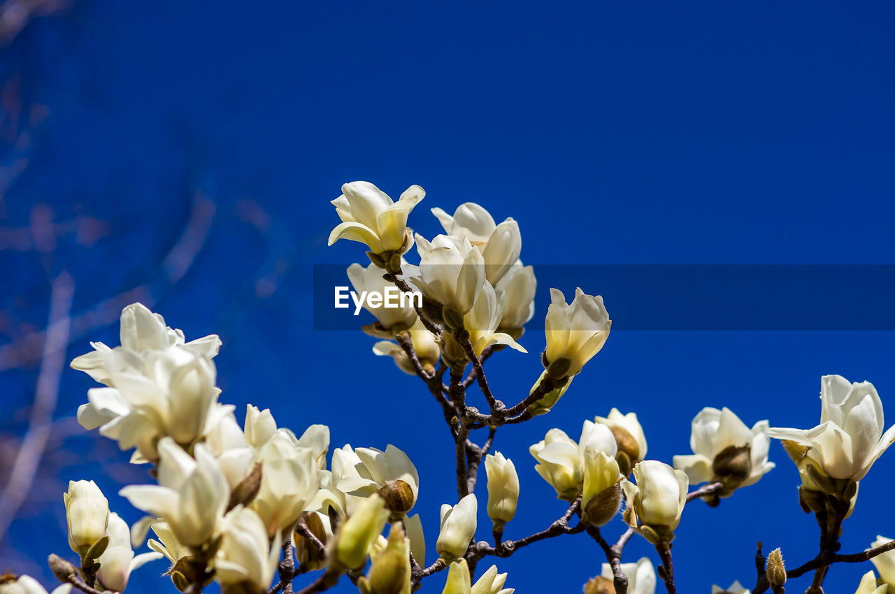 Low angle view of white flowering plants against blue sky