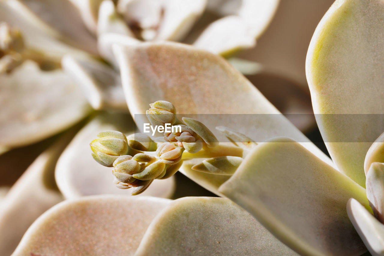 Detail of succulent plant graptopetalum common named ghost plant or mother-of-pearl with  flowers ,